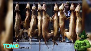 Организации по охране животных призывают к бойкоту фестиваля собачьего мяса в Китае