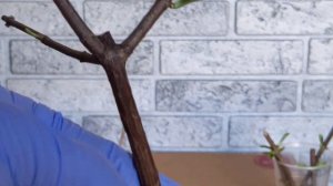 Даёт ли корни черенок метельчатой гортензии в воде? Мои наблюдения.