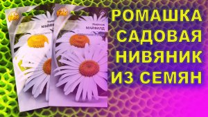 КАК ВЫРАСТИТЬ НИВЯНИК ИЛИ САДОВУЮ РОМАШКУ ИЗ СЕМЯН И ЧТОБЫ ЗАЦВЕЛА В ГОД ПОСАДКИ