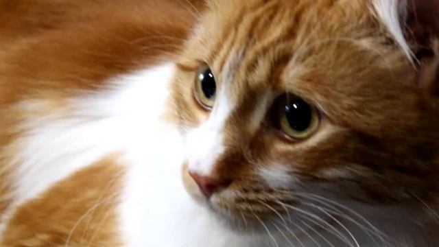 Рыжие коты в доме народные приметы и предупреждения. смотреть онлайн
