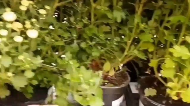 ЛЕРУА МЕРЛЕН , распродажа ХРИЗАНТЕМ ! ? смотреть онлайн