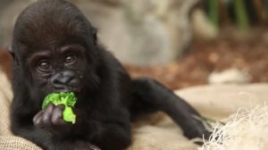 Детеныш гориллы кушает брокколи