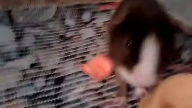 Тошка носится по вольеру смотреть онлайн