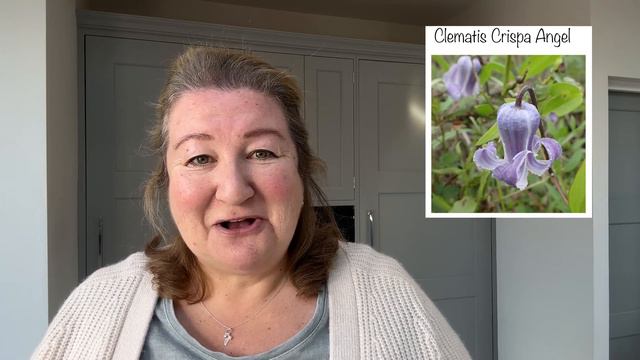 How To Sow Clematis Seed / Leatherflower Seed Starting // Cottoverdi смотреть онлайн