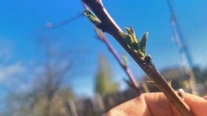 Цветочные почки у сеянца персика.