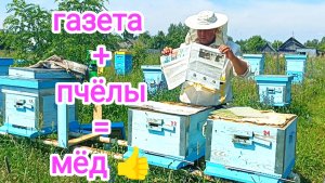 Объединение пчёл на медосбор! ПЧЕЛОВОДСТВО!