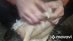 Как ощипать крупного бройлера в ручную, за пять минут!!!