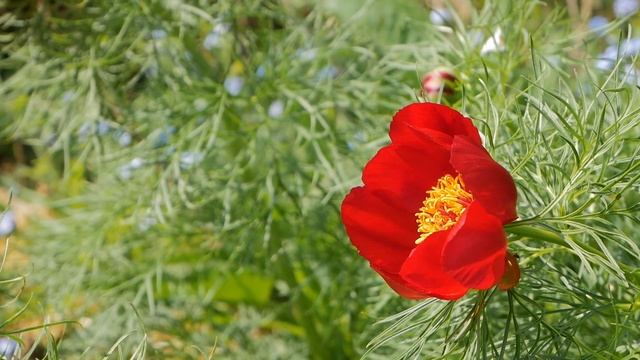paeonia tenuifolia смотреть онлайн