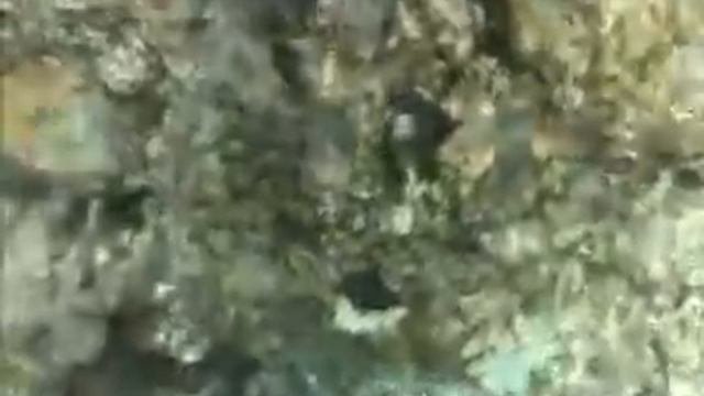 Холоднокровные животные