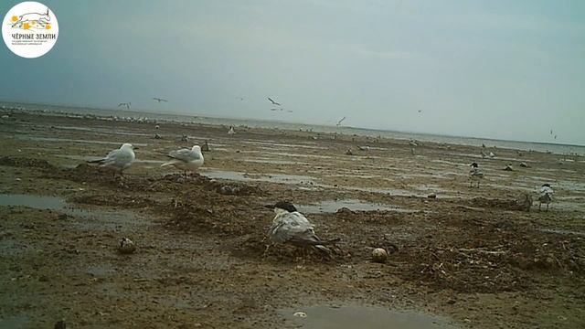 Приоткрывая заповедные двери...Большая трагедия в маленькой колонии Морского голубка смотреть онлайн