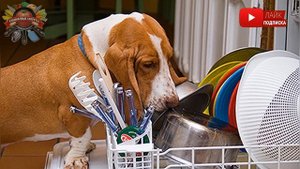 Что можно мыть в посудомоечной машине кроме посуды?!