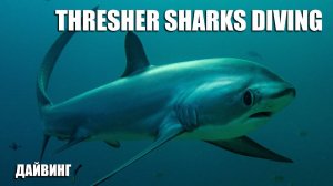Дайвинг с акулами. Трешеры.