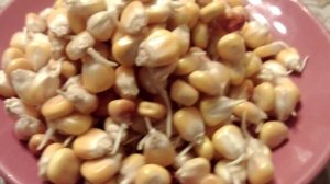 Проращивание кукурузы для кормления попугаев.