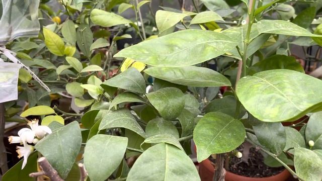 Апельсин ? Четыре сезона C.sinensis Quattro stagioni, дегустация .