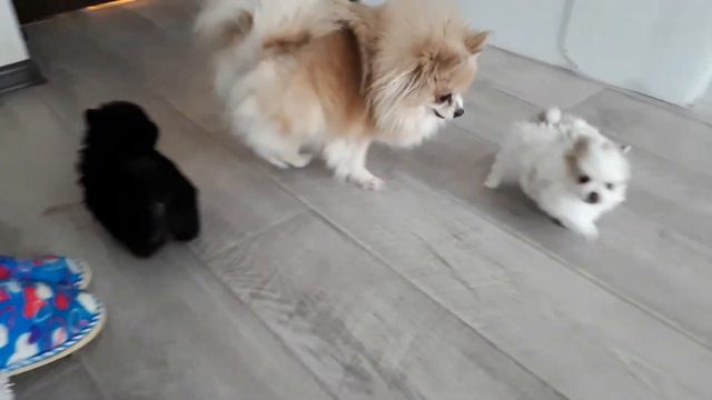 Игры с мамой и папой. Щенки шпица. смотреть онлайн