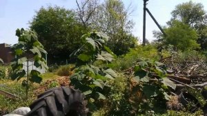 Сравнение павловнии пао тонг Z-07 и войлочной в скорости роста.