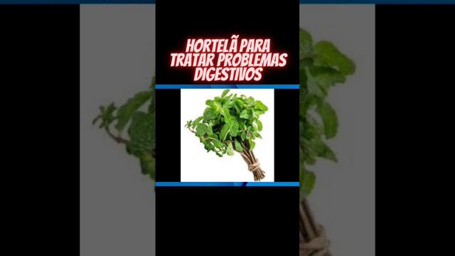 Hortelã para problemas digestivos #plantasmedicinais #hortelã #fitoterapia #curapelasplantas смотреть онлайн