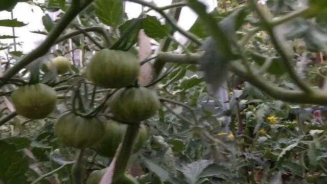 Жизнь Дачная. Обзор овоще-ягодных культур на 3.07.2020 смотреть онлайн