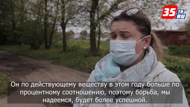 В Вологде борщевик травят гербицидами смотреть онлайн