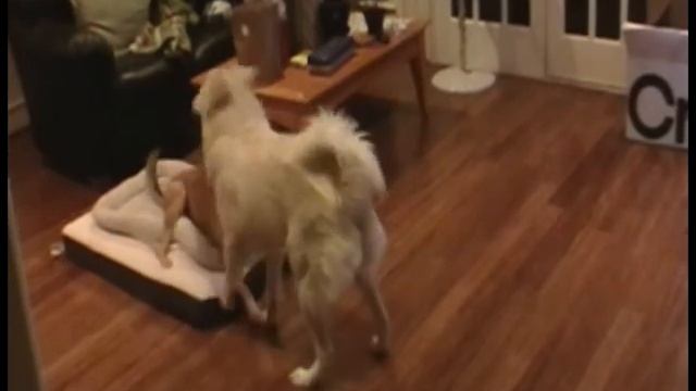 Panasonic SDR-S10P1-K Camorder Review смотреть онлайн