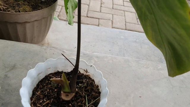 Anthurium magnificum hybrid смотреть онлайн