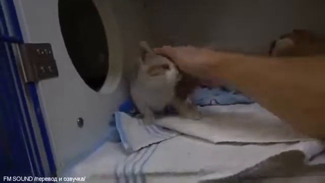 Ветеринарное Ранчо , самый грустный котёнок смотреть онлайн