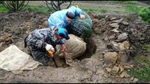Выкопка крупномеров ручным способом. Крупномеры. Ком земли с мешковиной, сеткой. Посадка крупномеро