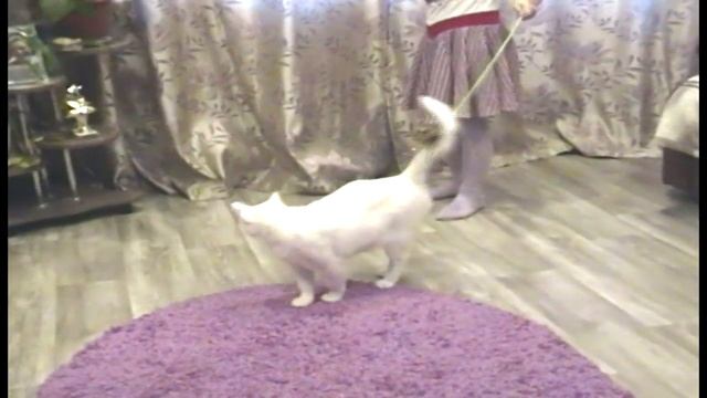 ДРАЗНИЛКА для котяо (Игрушки для котов часть 1)) Трошева Софийка)) TEASER for cats