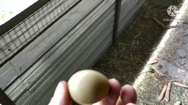 Казан чугунный, азиатский " БИОЛ ". Проверил казан сразу после обжигания. Смотрим видео до конца. смотреть онлайн