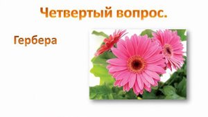 Угадай цветок на картинке 1