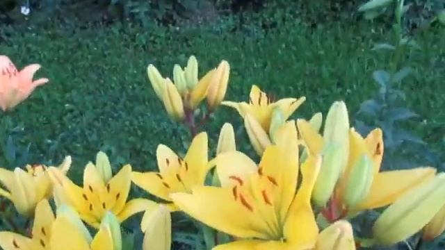 Лилии в саду смотреть онлайн