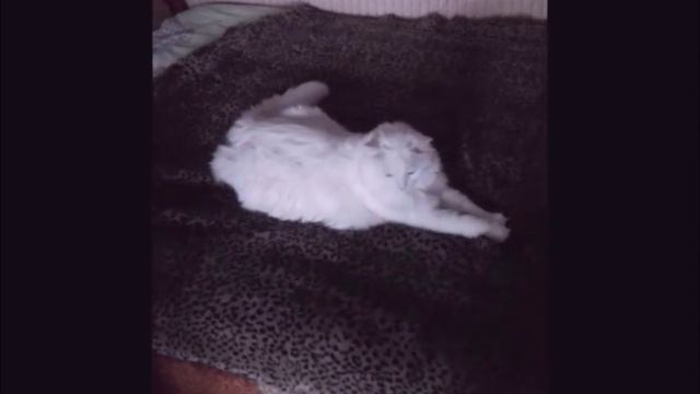 Наш кот Пуша