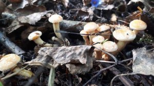 25 Мая 2019, Прогулка.