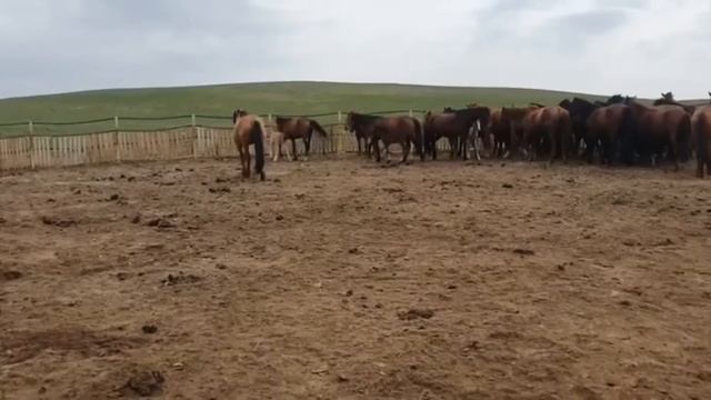 Мугалжар айгырлар к/х Азамат қожалығы үйірге айғыр қосу сәттері
