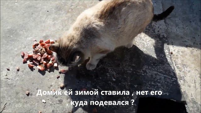 #stray_cats  Кормлю бездомных кошек .  Моя кошка на прогулке.