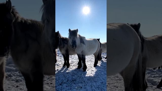 Самые сильные лошади в мире… из Оймякон