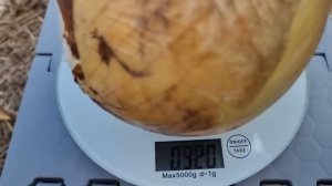 КРУПНЫЙ ЛУК С ЧЕРНУШКИ. ОБЗОР ГИГАНТСКИХ СОРТОВ ЛУКА ЗА 1ГОД. ХАРАКТЕРИСТИКИ И ВРЕМЯ СОЗРЕВАНИЯ.