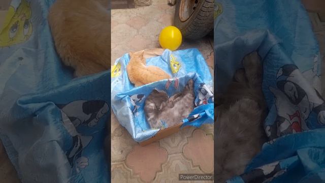 утренняя радуга//каждому коту по коробке//Таська-кривляка//(1 год назад)