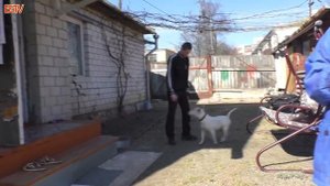 КУПИЛИ БУЛЬТЕРЬЕРА  bought a bullterrier #бультерьер#bullterier