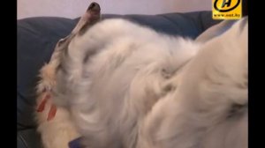 Русская борзая. Особенности породы. Подходит ли она для дома?