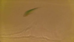 Mascot xs 80F от KOSADAKA