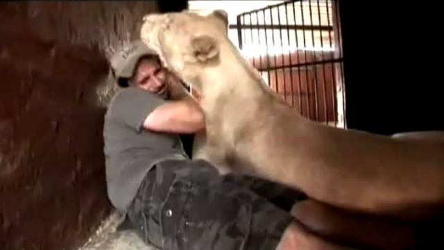 Мужчина зашел в вольер ко львятам. То, чем ответила на это львица, поражает! смотреть онлайн