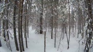 Как тропить зайца беляка. Часть 2