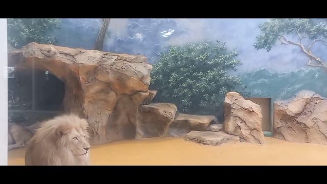 24 часа в зоопарке! смотреть онлайн