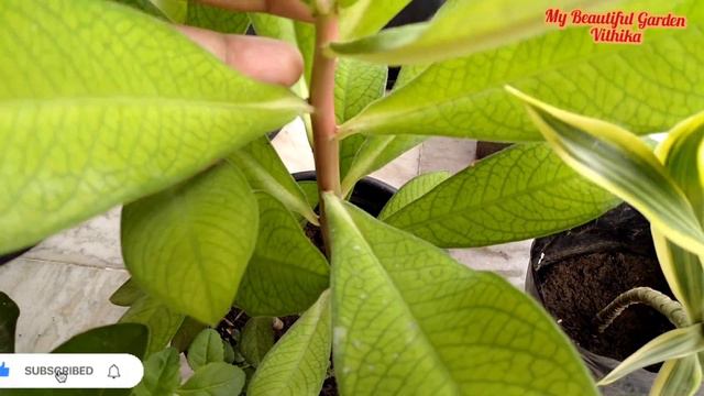 My New Plants Shopping || Permanent Plants Shopping || Monsoon Plants Shopping