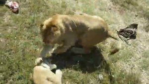 Кормление львов. Сафари парк Тайган.