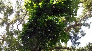 Passiflora edulis - Passion Fruit in SW Florida!