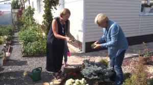 Мшанка. Посадка. Уход