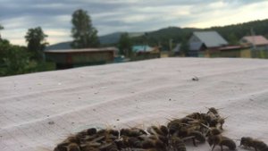 СРЕДНЕРУССКАЯ ПЧЕЛА / ТЕМНАЯ ЛЕСНАЯ