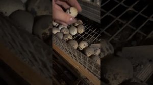 Крупные яйца перепелок. Как добиться?
